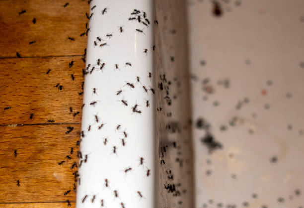 Best Affordable Pest Control Services  in Raymond, WA