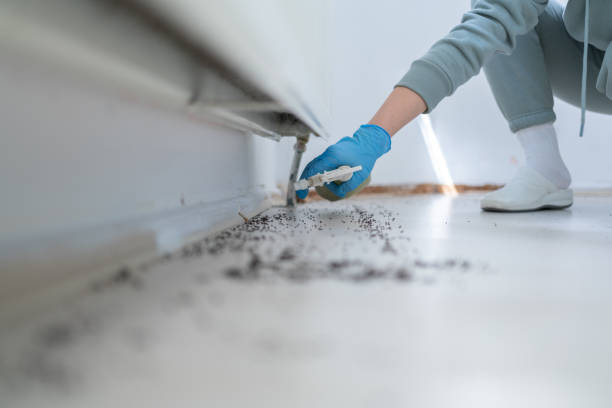Wasp Removal Services in Raymond, WA